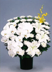 菊イメージ1