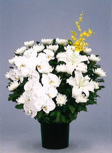 菊イメージ2