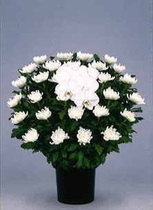 菊イメージ3